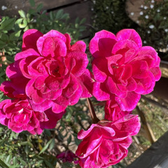 Limuru (Fresh)