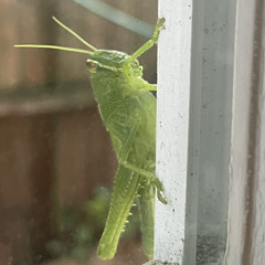 the overview effect demo 1.mp3