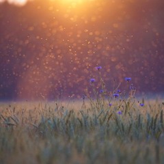 The light that dances
