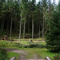 bridge [Fernworthy Forest sept 2020]