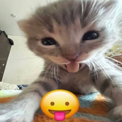 swiitch