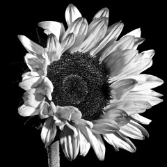 Memory - Sabba (Original Mix)