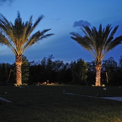 Florida Lights