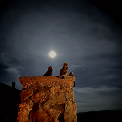 KASIM TAŞDOĞAN - HÎCRAN