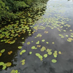 Pork and Beans (Weezer cover)