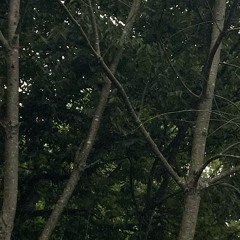 life is strange (prod. crescnta)