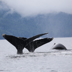 Janie Wray_ Listening to the whales