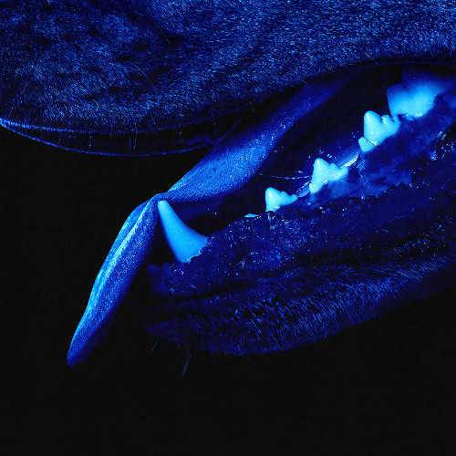 Paradise Runner (clip)