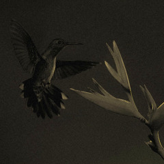 petals in the storm Prod. by: Farber & DanielSaint