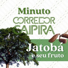 Jatobá e seu fruto: mil e uma utilidades! | Minuto Corredor Caipira