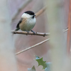 Willow Tit Pair Song - MixPre-7339
