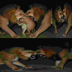 animal
