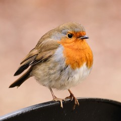 05 The Roseland Barndance/ Miss Langford's (Barndance/Reel)