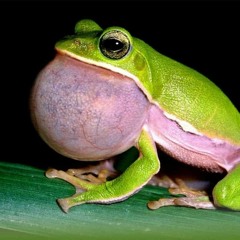 Sonnerie Telephone Gratuite Frog croak