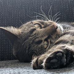 the idiot (stan rogers cover)