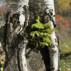 themilitaryisasocialistorganizationyettheyllnevervoteforit