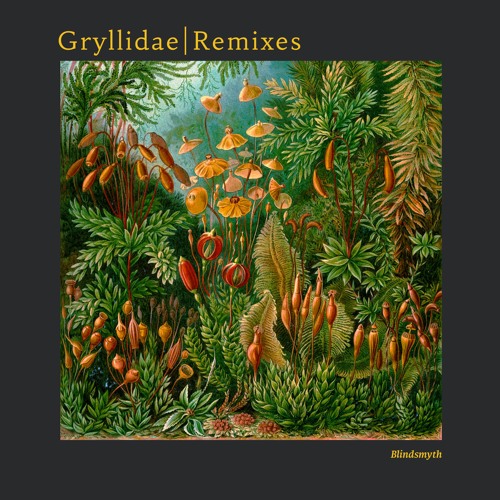 Gryllidae (Dave DK Remix) (Snippet)