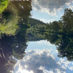 The Heron / naviarhaiku459