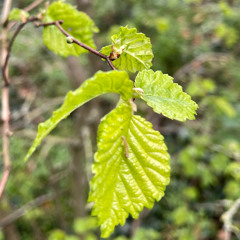 Greensleeves