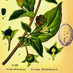 Nightshade II