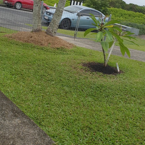 🇵🇬MONO HO SIKIPARABA🇵🇬