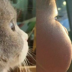 ហេតុអ្វីស្រលាញ់មិនអាចជួប