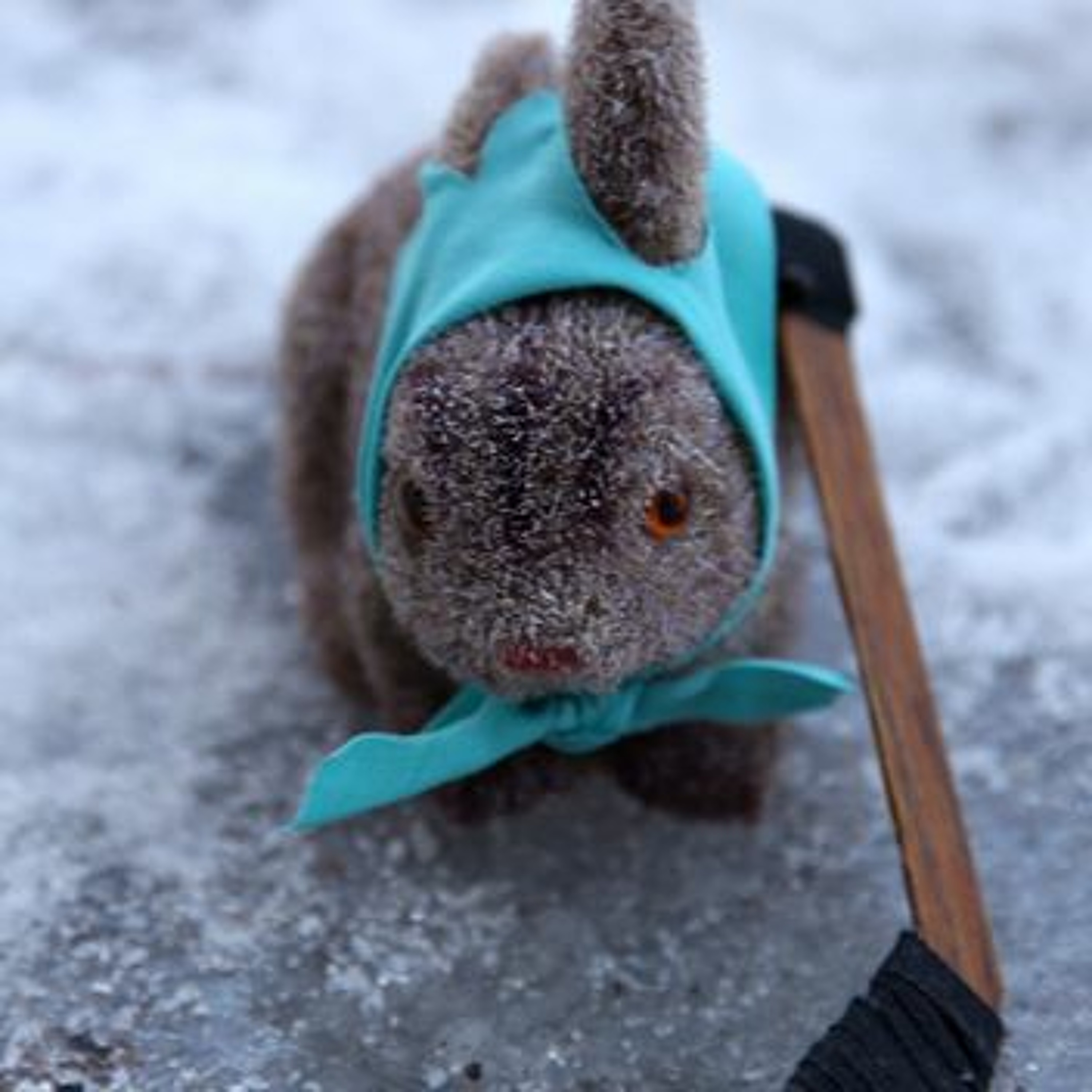 Le temps d\'un lapin