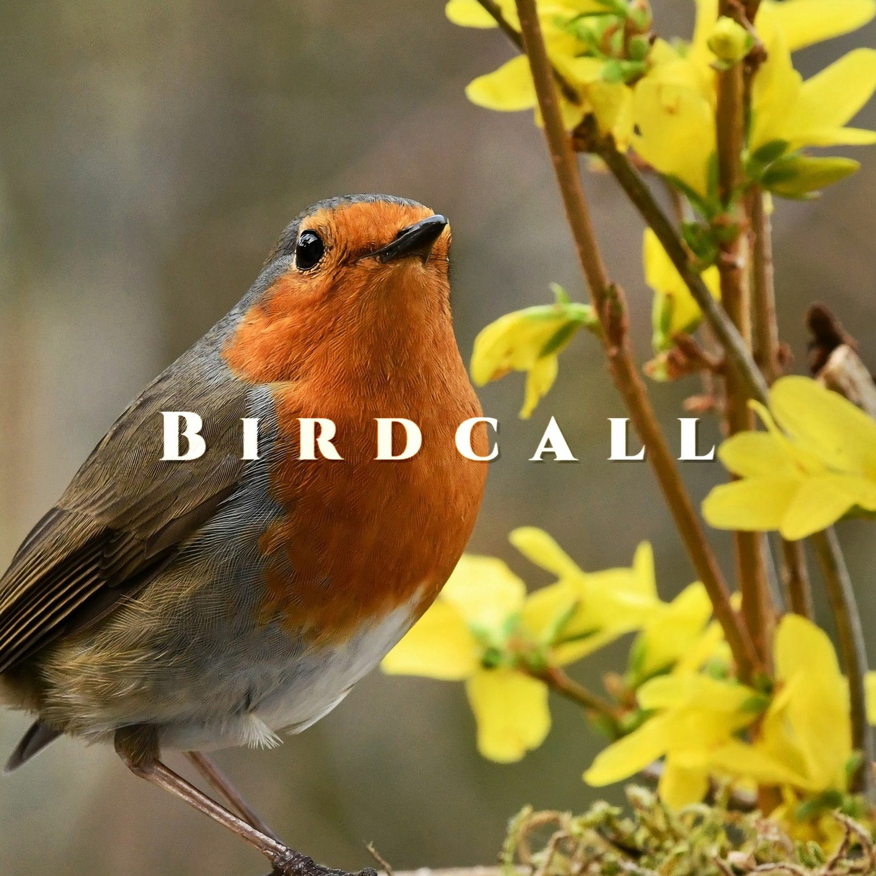 Birdcall episode artwork