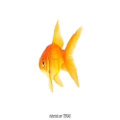 gold fish | bm 143 @noexgeci