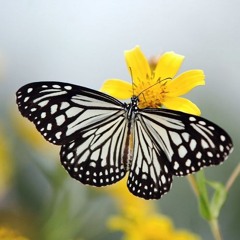 Metamorphosis
