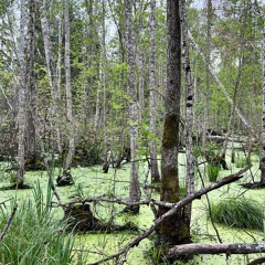 Latvia Sound Journal #2