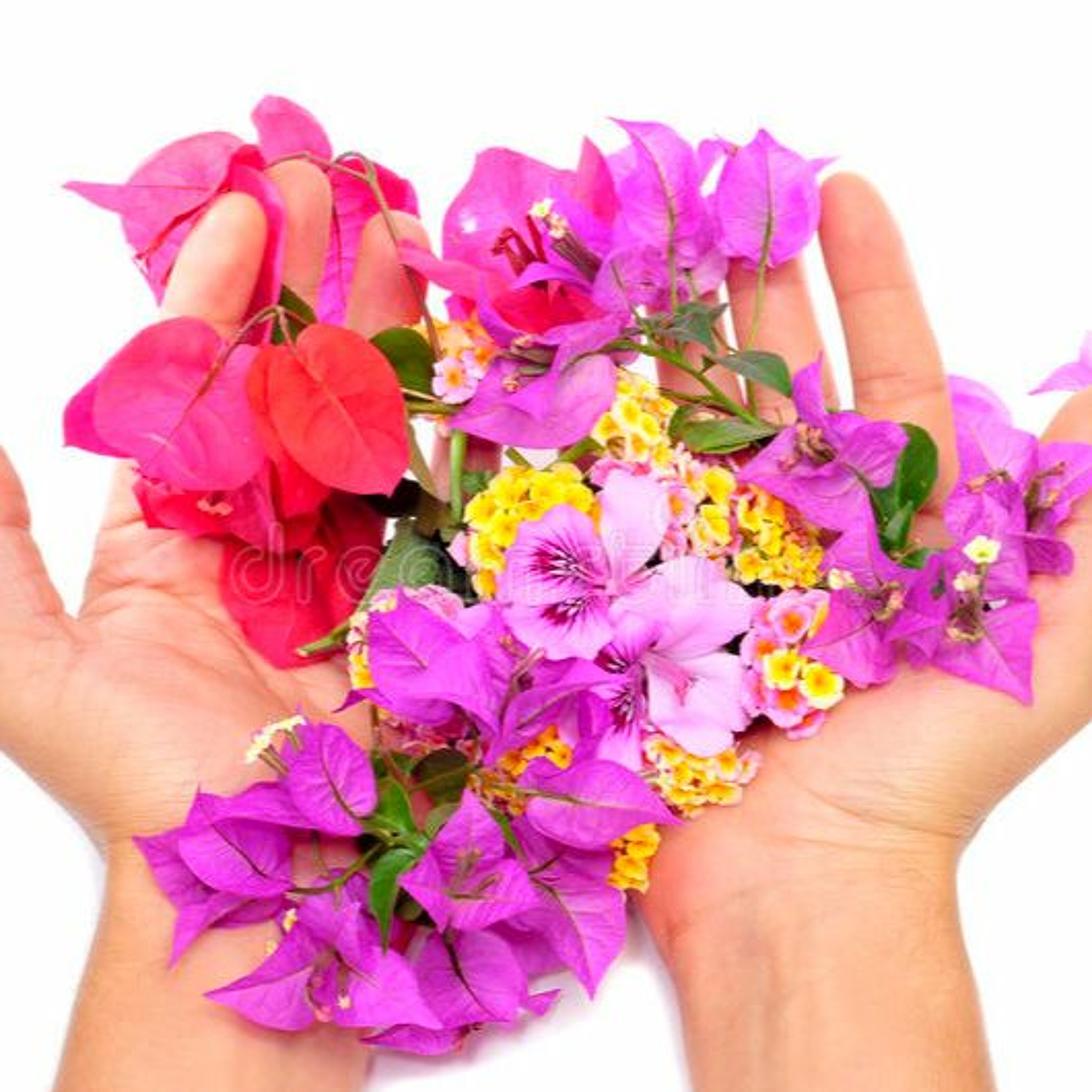 Psalm 154 Dina händer är fulla av blommor episode artwork
