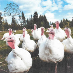 Turkey - The Bouncer