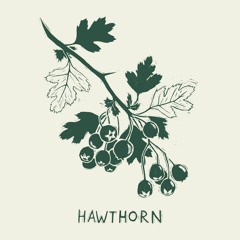 Hawthorn, Guitar + Vocal Take