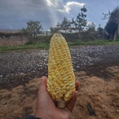 pajarito enamorado- canto regalo