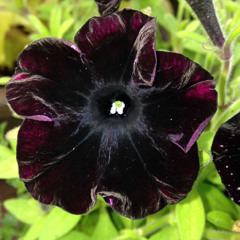 black velvet petunia