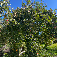 يا نفسي دوما فكري Ya Nafsee Dawman Fakayree