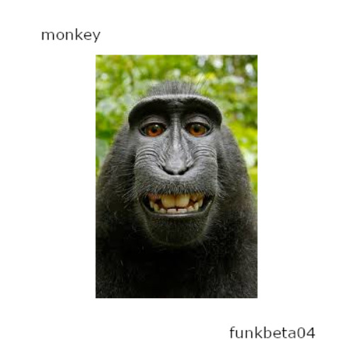 monkey