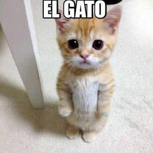 whats behind el gato｜TikTok Search