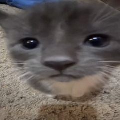 Meow