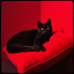 Red Room