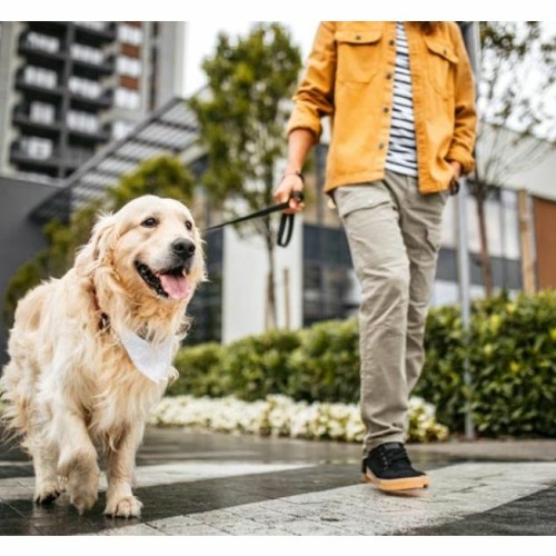 Stream episode Here’s What Happens If You Don’t Take Your Dog For A Walk by Pawpail podcast