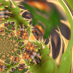 Rontombontom - Tüskeböki -219-