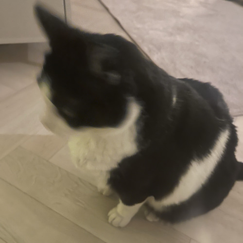일요일
