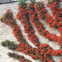 Pyracantha (Iscah Demo 2024)