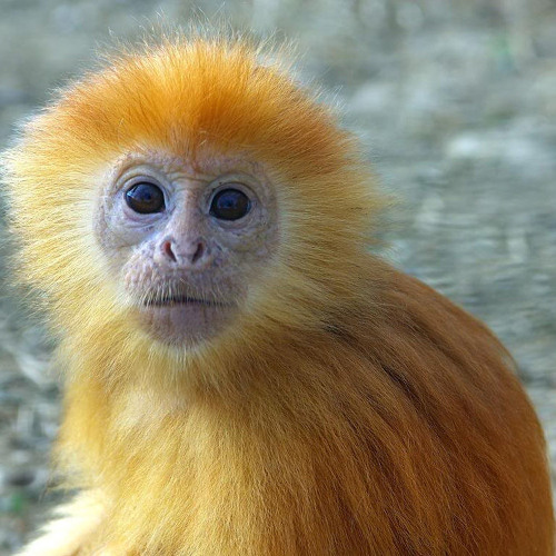 Tactics by the Yellow Monkey but I tried to recreate it with only VSTs and from memory