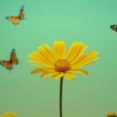 Lady In The Yellow Dress