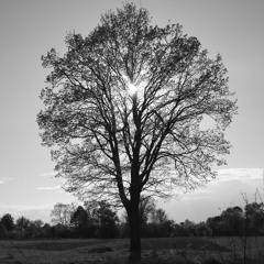 duyên tàn phai lofi