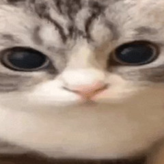 tsubi club burbank house short mylancore rmx