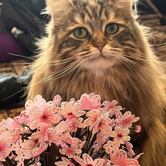 Flowers for my Friends